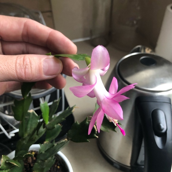 Meet your Posher, Jennifer - Picture 12 of 14